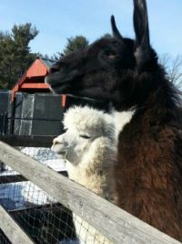 Beau the Lama and his little friend the Alpaca