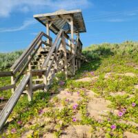 Stairs over dune with Railroad vine