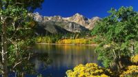 flowers sceneries_