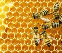 bees-on-honeycomb