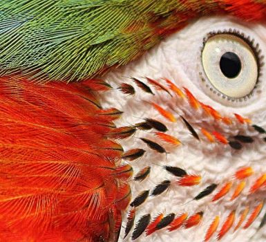 Eye of a Macaw..