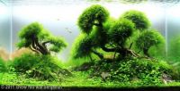 Aquarium mosses