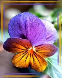 💜🌿💛 Pansies 💛🌿💜