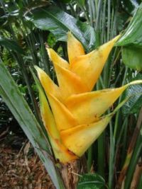 HawaiiandCA2016 441