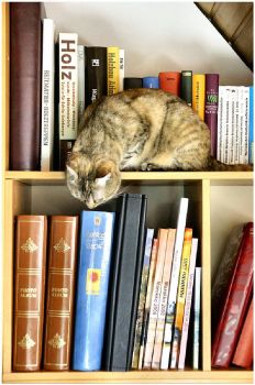 Curiosity Kitty by mhobl on Flikr