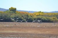Sandhill cranes, Bosque del Apache NWR, NM