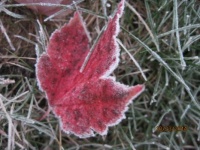 Frosty Fall