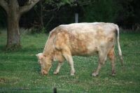 186_4646  daughter's big calf