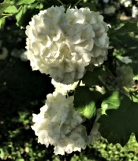 Snowball Bush (medium)