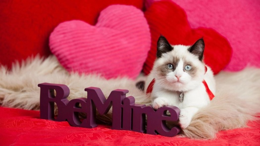 Be My 'Meow'entine