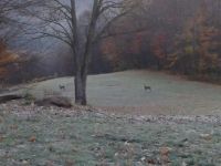 fog and deer