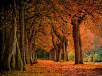 autumn_leaves_park_-challenge