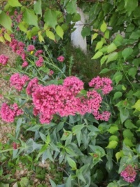 Centranthus -Kedi Otu Çiçeği