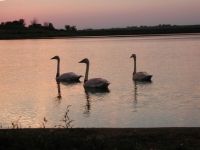 Trumpetter Swans at Lake Anita