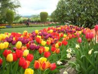 Tulips in WA