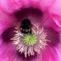 a buzzy bee