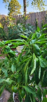 Container-grown Bell Peppers