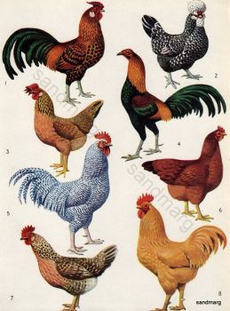 Vintage Chart of Breeds of Poultry