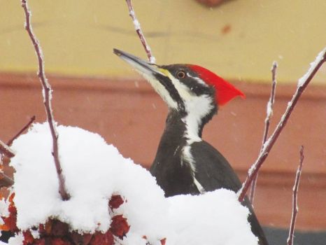 one more pileated woodpecker from last winter