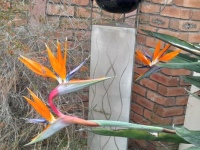 Another new Bird of Paradise