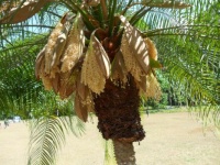 SAM_1833 Detail květů kokosové palmy...  Detail of coconut palm flowers ...