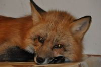 Vixey, Rescued Golden Fox