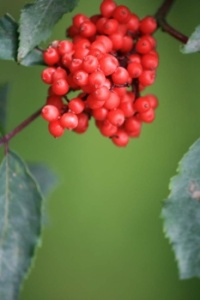 🌿🍒 Red berries 🍒🌿