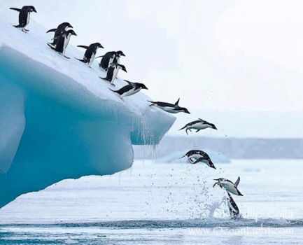 Penguin Dive (Fun-Size)
