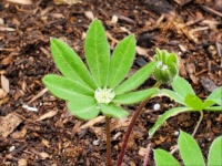 Droplet on Lupine Seedling