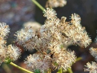 sunlight on optimism