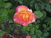 Buthart Gardens in BC
