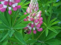 Lupine2