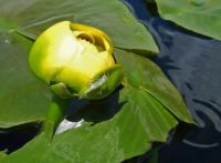 lily pad and transparent friend
