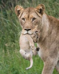 Mom says:  Come With Me