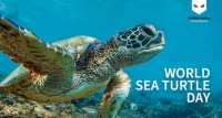 World Sea Turtle Day May 23