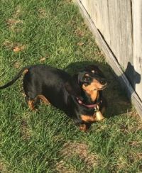 Squirrel Chasing