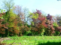 Trees in different colours, oaks (green) and (red) beech and (green) beech