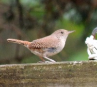 Look who just showed up - a House Wren!