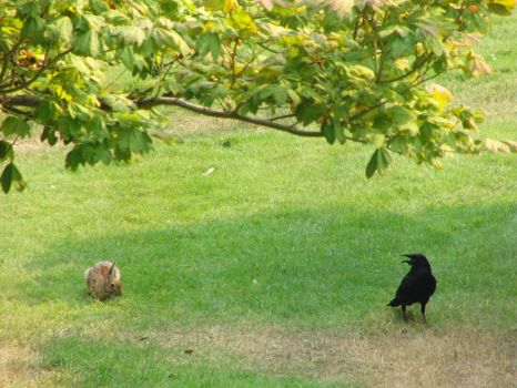 Crow and Cottontail