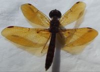 Amber wings