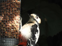 Great spotted woodpecker (en) Grote Bonte Specht (nl)