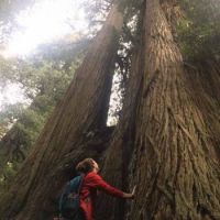 Redwoods