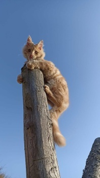 Simba