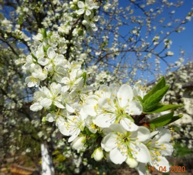 kvetoucí švestka - flowering plum