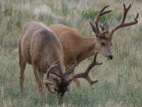 mule deer bucks in velvet