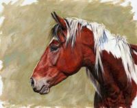 Adeline Halvorson's pinto Mustang