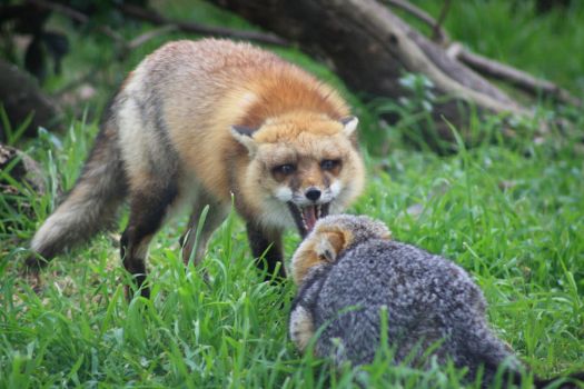Red Fox vs Grey Fox - San Joaquin National Wildlife Refuge by Rick Kimble