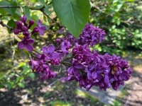 Lilacs in full bloom 2