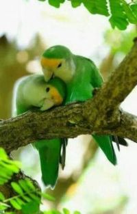 love birds