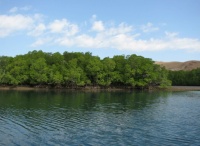 Mangrove Rinca